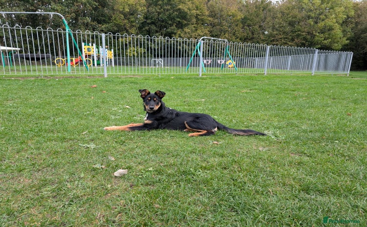 Mixed Breed dogs - Advert 1