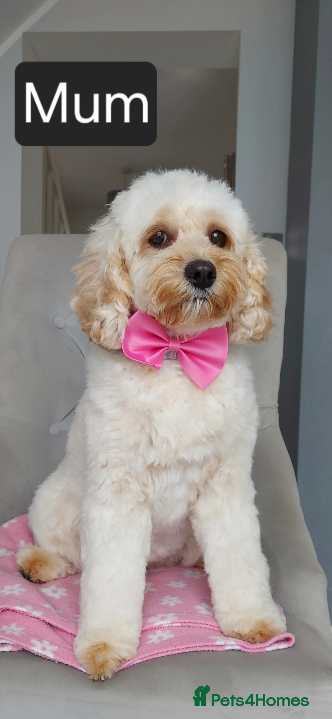 Cavapoo dogs for sale: Beautiful 6 Cavapoo puppies in Bristol - Advert 2