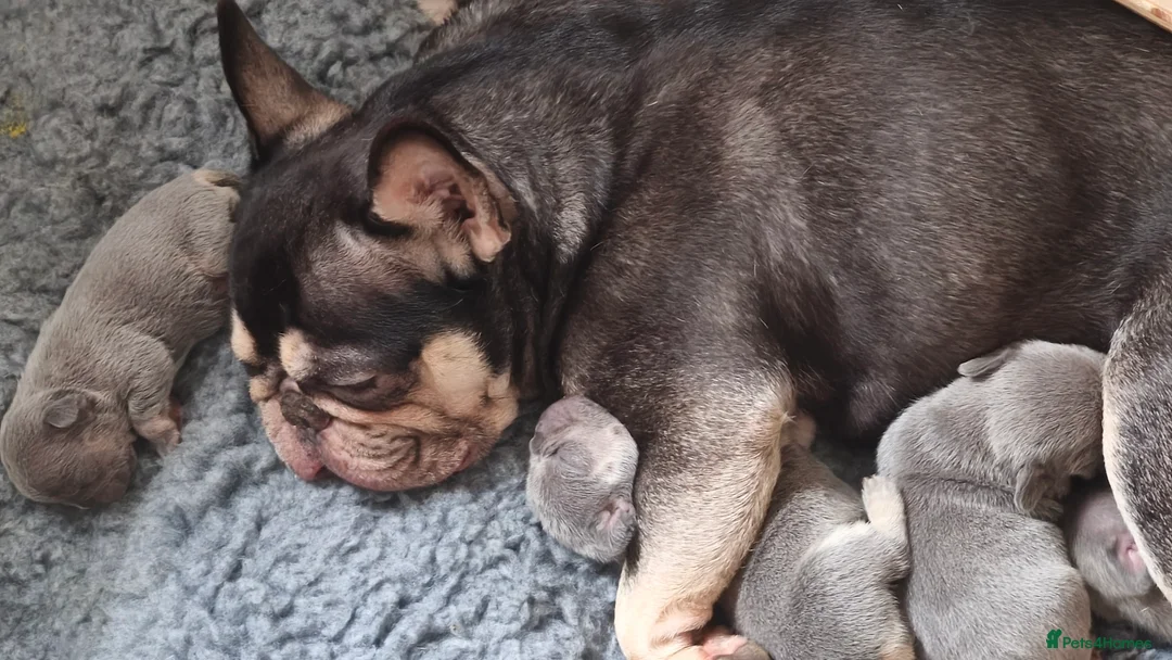 French Bulldog dogs for sale: Five beautiful girls - Advert 3