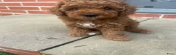 Labradoodle dogs for sale: Red miniature multi gen labradoodles - Advert 6