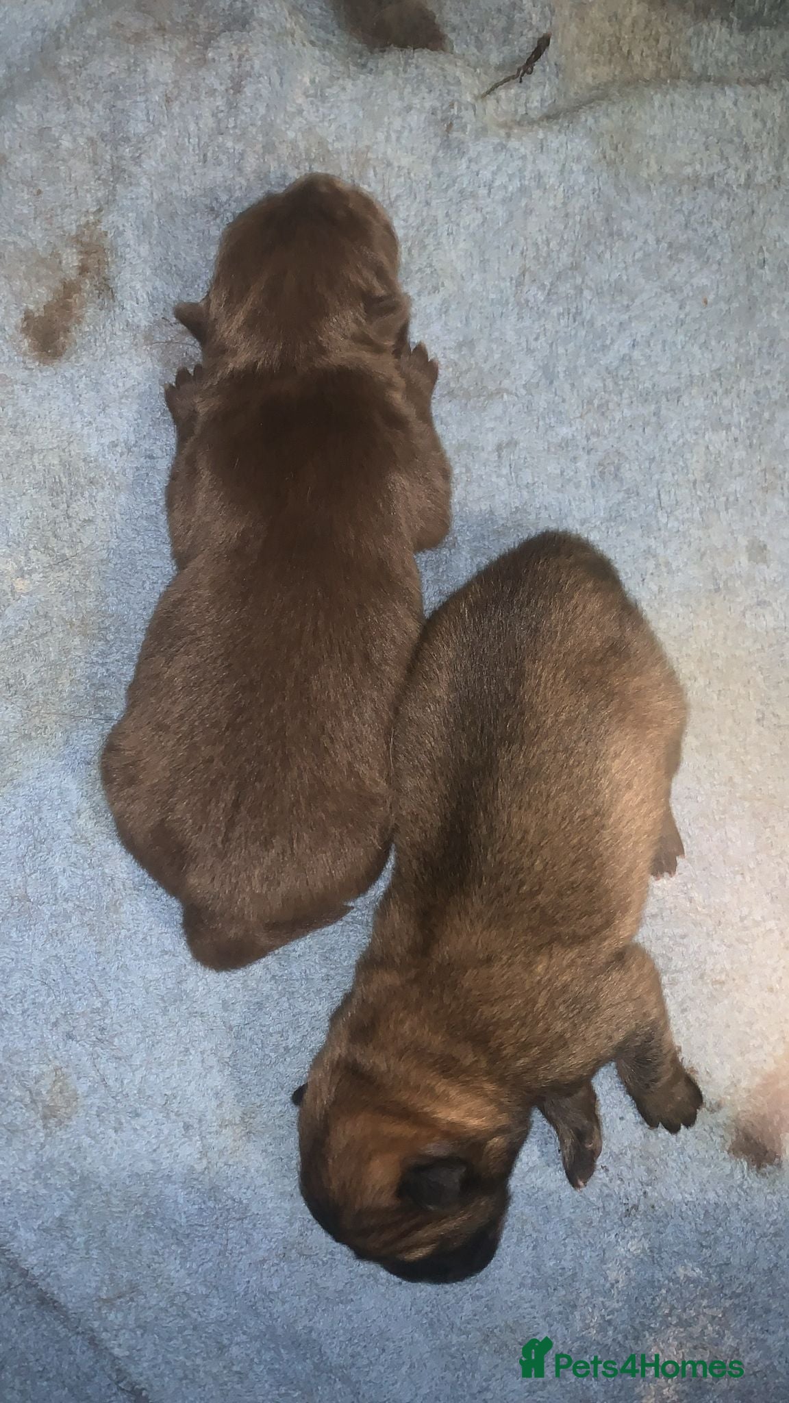 Chow Chow dogs Chow chow puppies - Advert 1