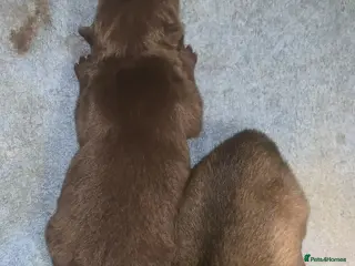 Chow Chow dogs Chow chow puppies - Advert 1