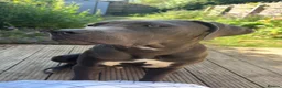 Cane Corso dogs for sale: Cane corso in Faringdon - Advert 4