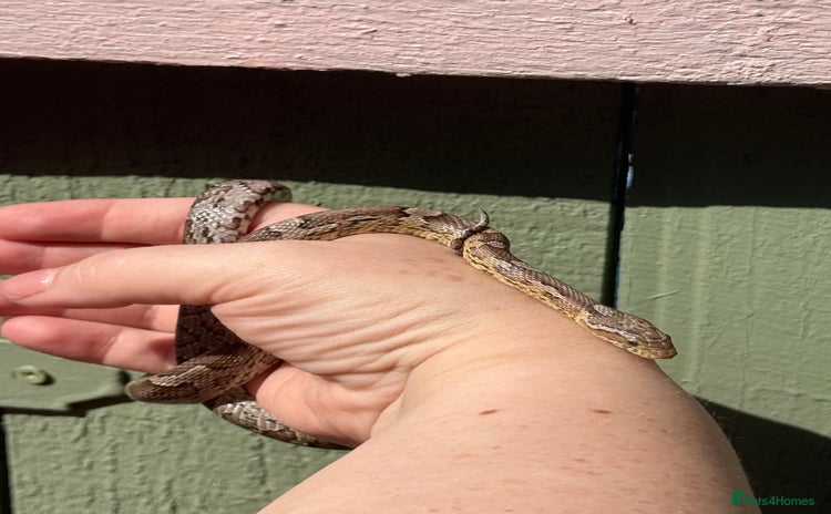 Snake reptiles - Advert 1