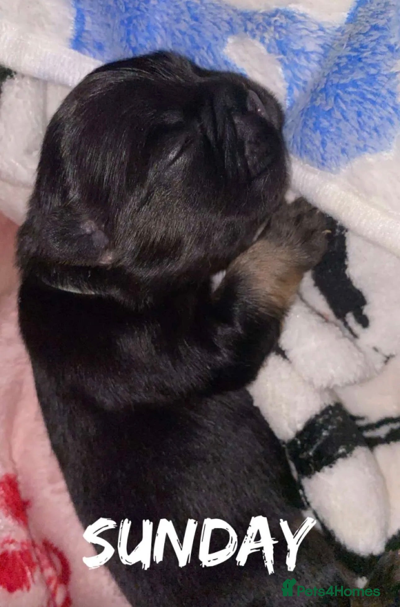 French Bulldog dogs for sale: 6 long haired French bulldogs for sale - Advert 2