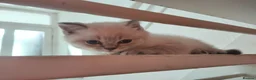 British Shorthair cats for sale: 2 rare Colour point British Shorthair kittens  - Advert 17