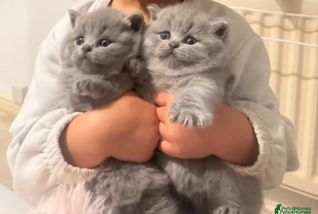 British Shorthair cats for sale: British shorthair boy 💙 🐾  - Advert 6