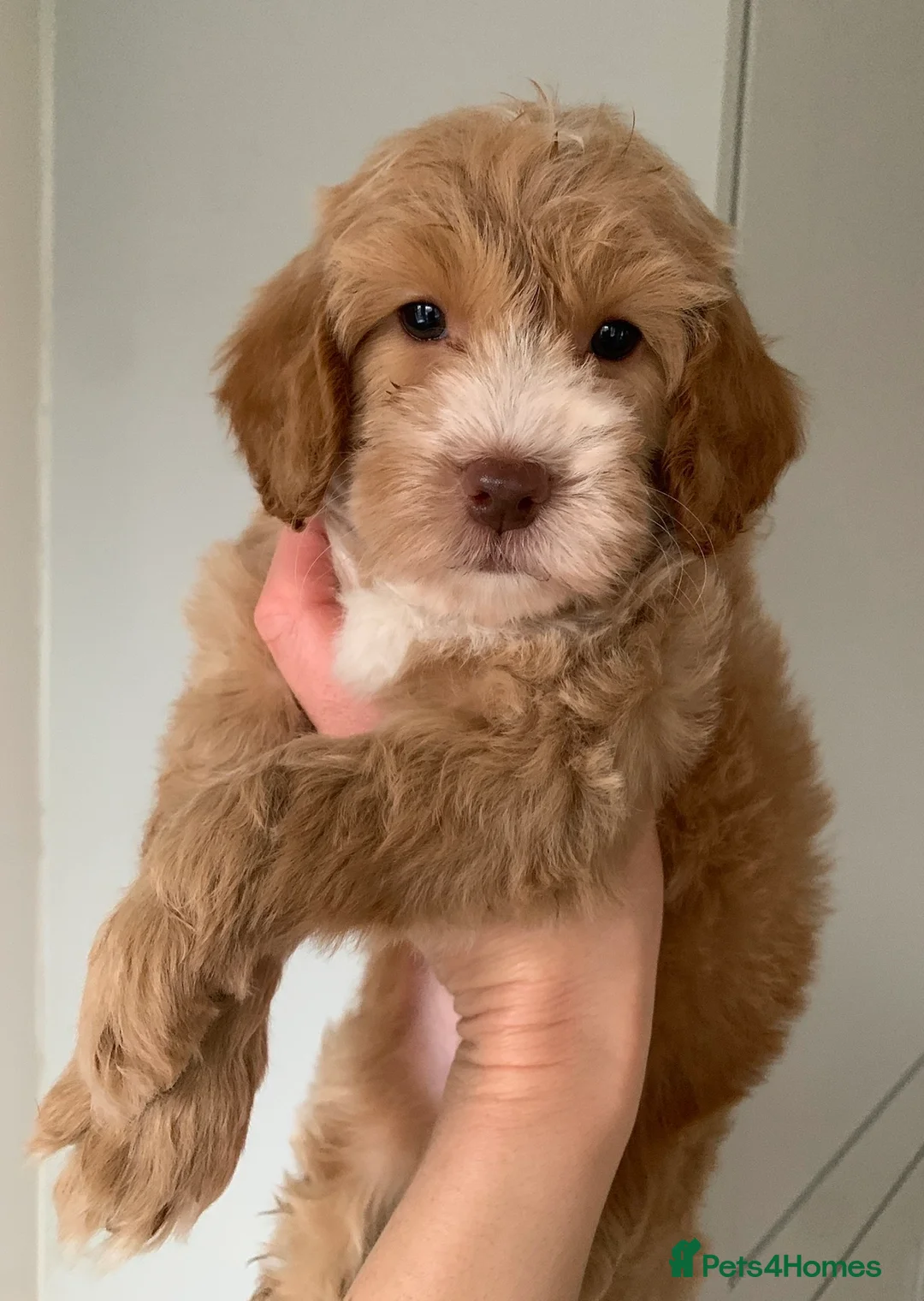Cockapoo dogs for sale: Cockapoos Due 11th February- Waiting List Open - Advert 15