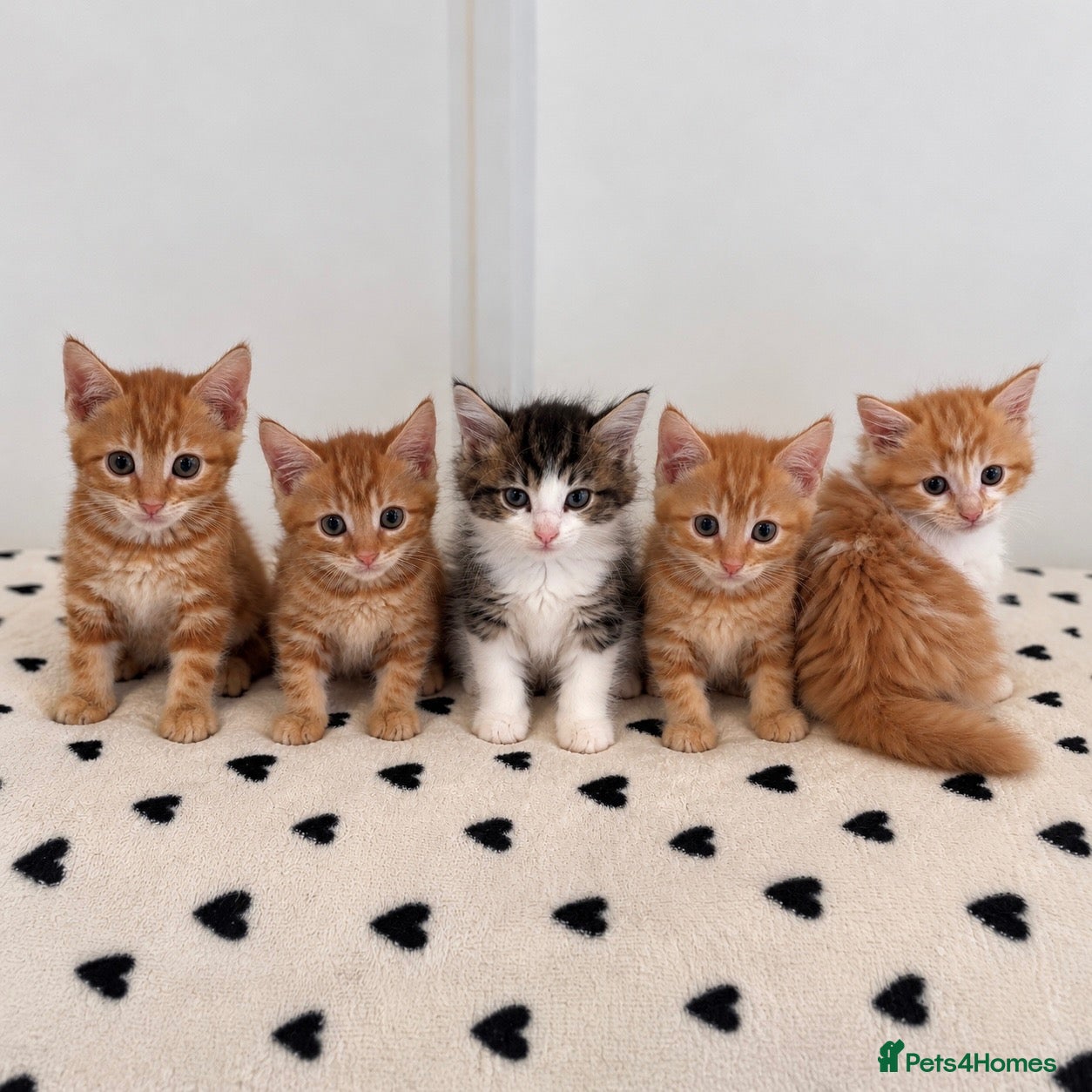 Mixed Breed cats Gorgeous Ginger & Fluffy Tabby Kittens - Advert 1