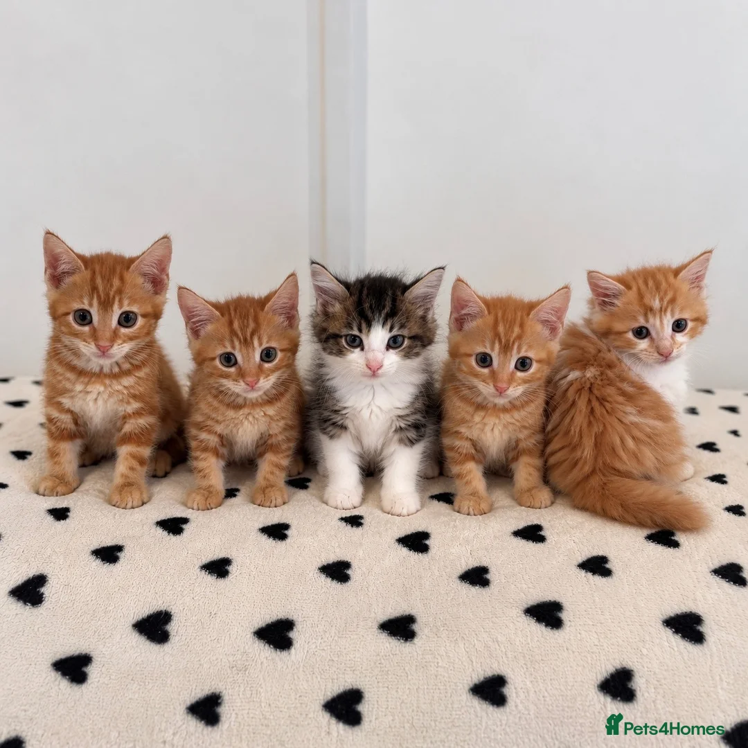 Mixed Breed cats for sale: Gorgeous Ginger & Fluffy Tabby Kittens - Advert 1