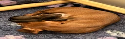 Miniature Dachshund dogs for sale: Two beautiful long haired daschunds ready now!  - Advert 2