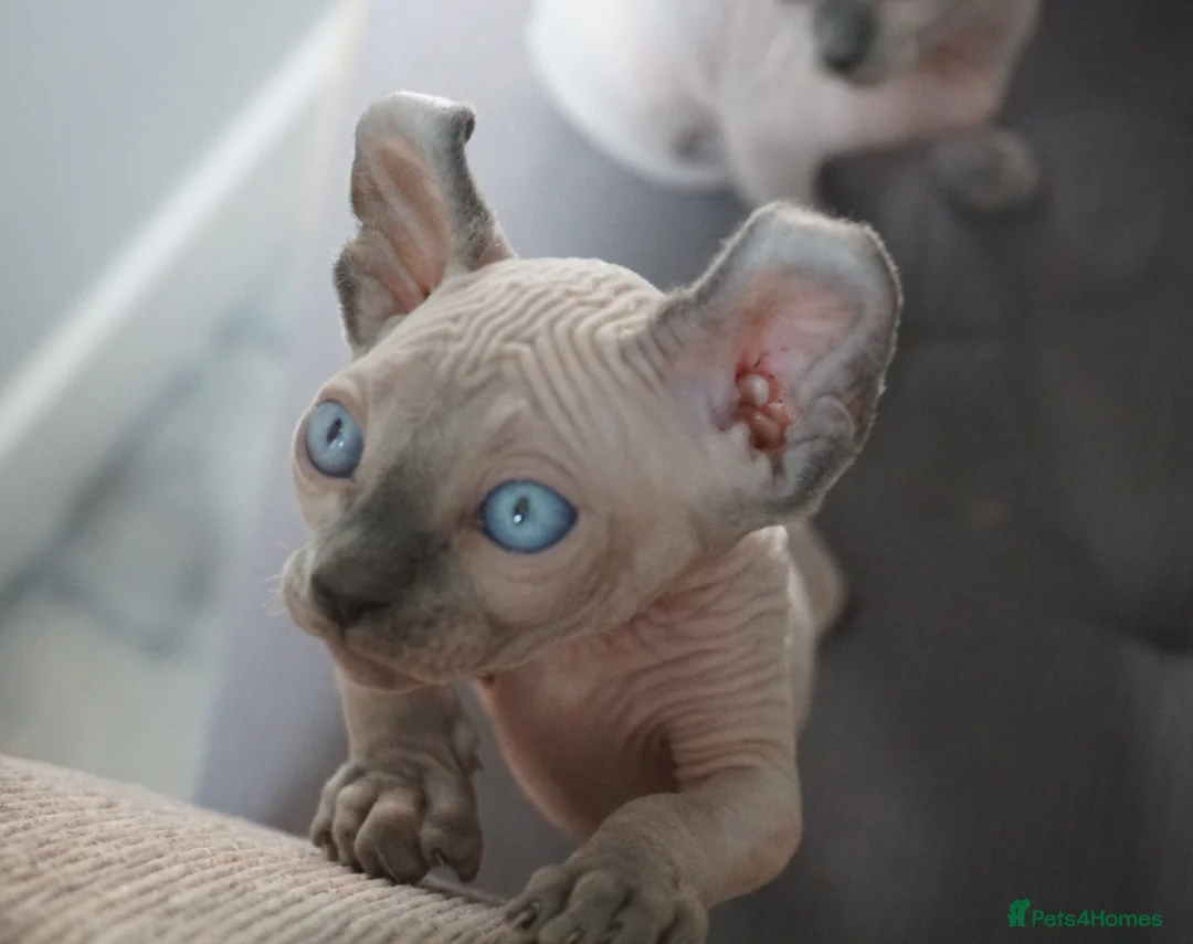 Sphynx cats for stud: Blue with white Elf for stud duty in Oldham - Advert 9