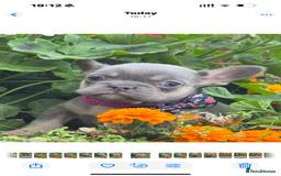 French Bulldog dogs for sale: Beautiful fluffy/ fluffy carrier Frenchie pups  - Image 12