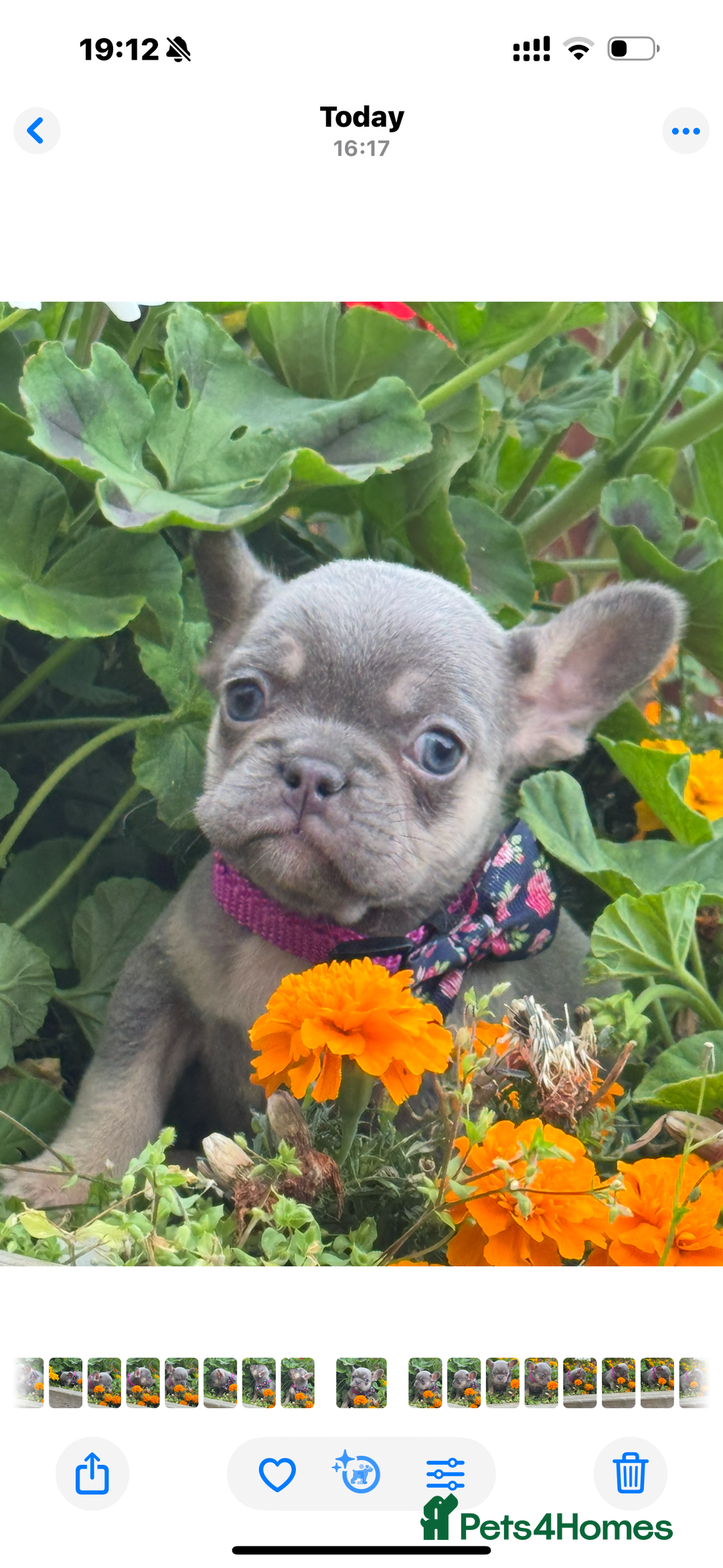 French Bulldog dogs for sale: Beautiful fluffy/ fluffy carrier Frenchie pups  - Image 12