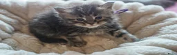 Maine Coon cats for sale: Gorgeous Mainecoon kittens ready 10th June  - Advert 6