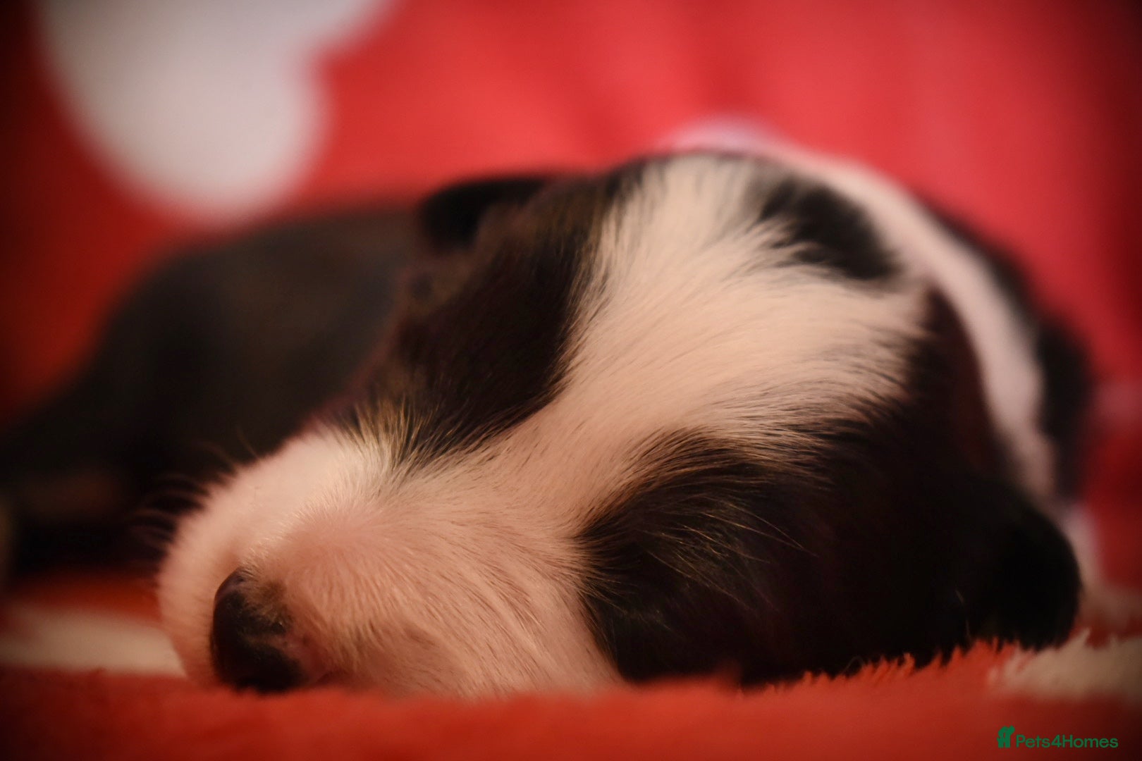 Border Collie dogs for sale: 1 health tested boy left - Advert 32