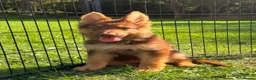 German Shepherd dogs for sale: CHOCOLATE AND TAN LONG COATED GERMAN SHEPARDS  - Advert 3