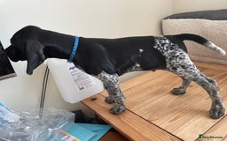German Shorthaired Pointer dogs for sale: German Shorthaired Pointer Puppies - Image 13