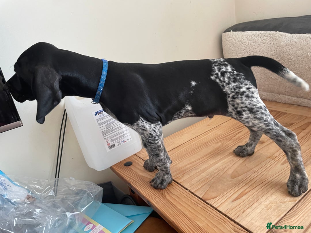 German Shorthaired Pointer dogs for sale: German Shorthaired Pointer Puppies - Image 13