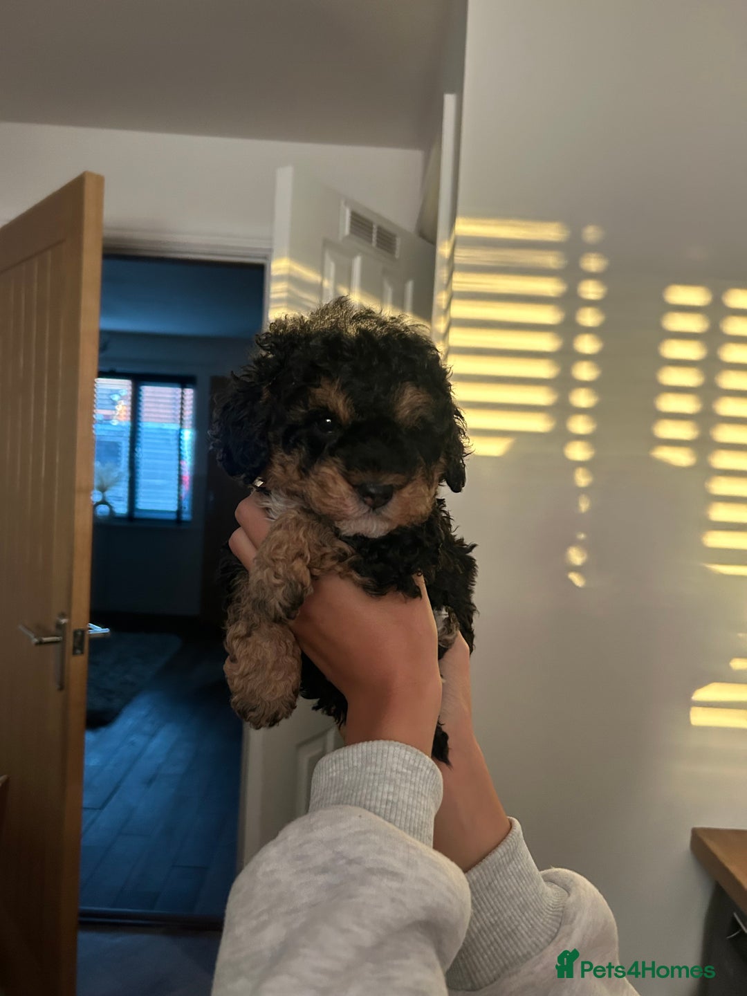 Toy Poodle dogs for sale: Beautiful phanotom toy poodle boys  - Advert 25