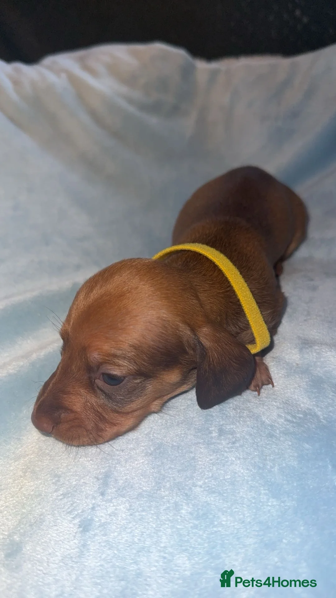 Miniature Dachshund dogs for sale: Litter of 5 beautiful miniature Dachshunds - Advert 5