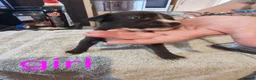 Mixed Breed dogs for sale: Mixed puppies for sale  in Chatham - Advert 5