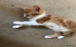 Mixed Breed cats for sale: Gorgeous Ginger & White  - Image 4