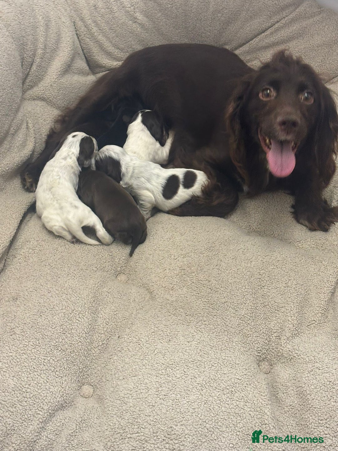 Cocker Spaniel dogs for sale: Male cocker spaniels  - Image 2