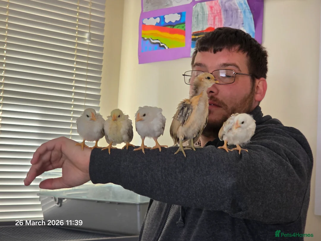 Chickens poultry for sale: Serama chicks in Cowbridge - Advert 1