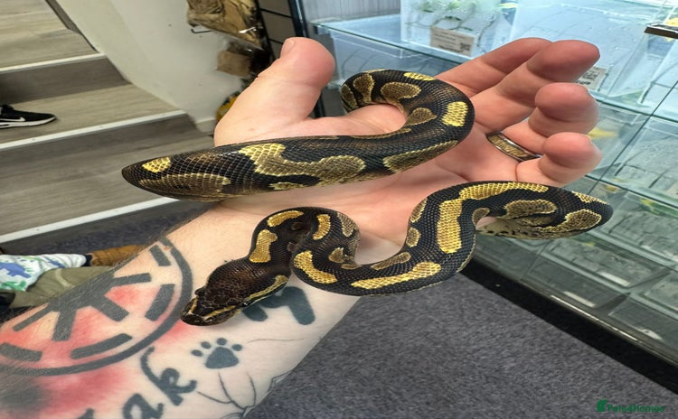 Python Snake reptiles - Advert 1