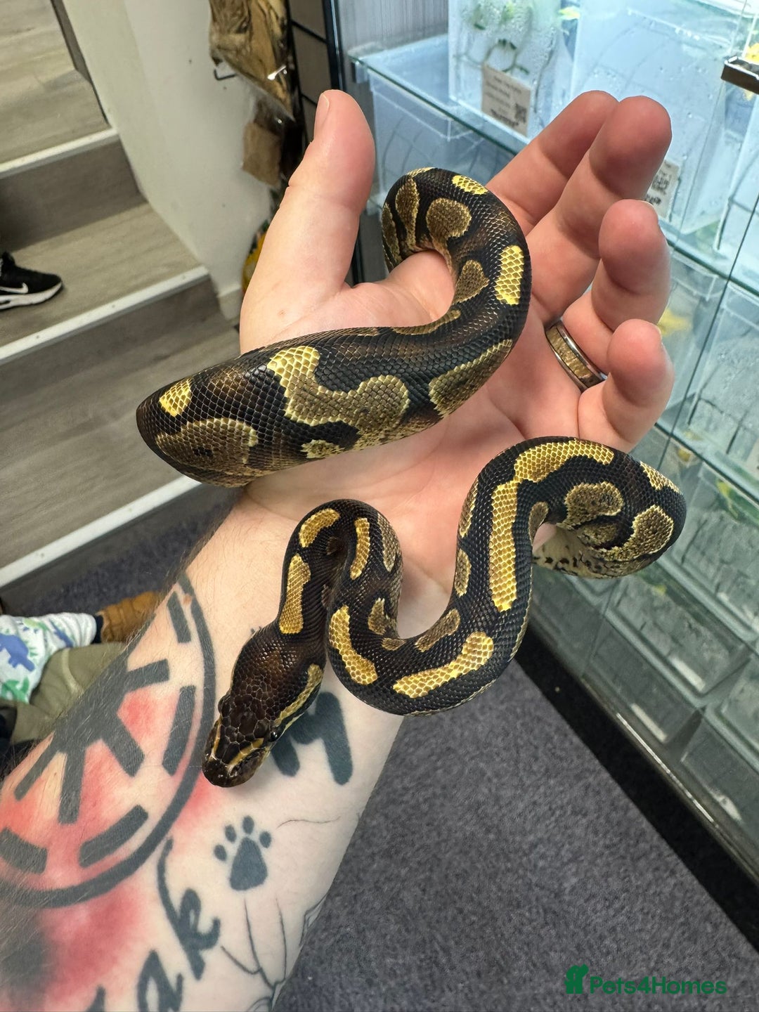Python Snake reptiles for sale: Beautiful Male Ball Python - Image 1