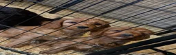 Cockapoo dogs for sale: ADORABLE COCKAPOOS  - Advert 32