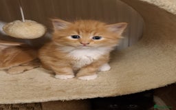 Mixed Breed cats for sale: 4 gorgerous kittens - Image 36