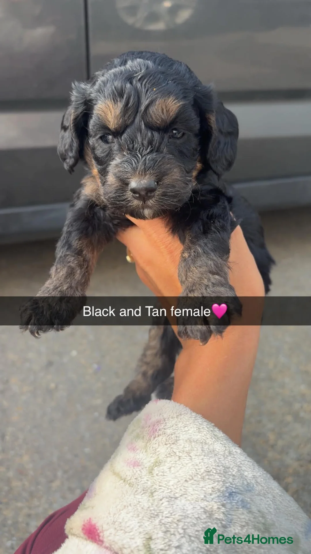 Cockapoo dogs for sale: Last 4 beautiful cockapoo puppies 🏡 - Advert 1
