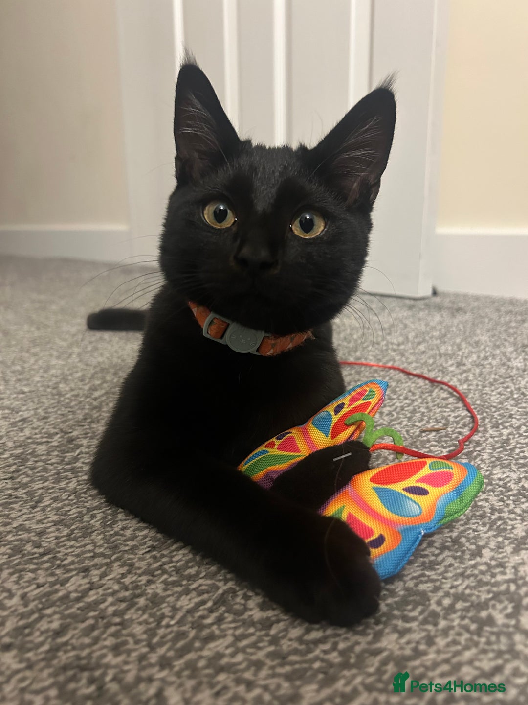 Bombay cats for sale: loki- 7 month old bombay  - Advert 4