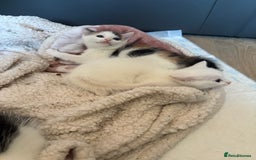 Mixed Breed cats for adoption: 3 beautiful kittens  - Image 7
