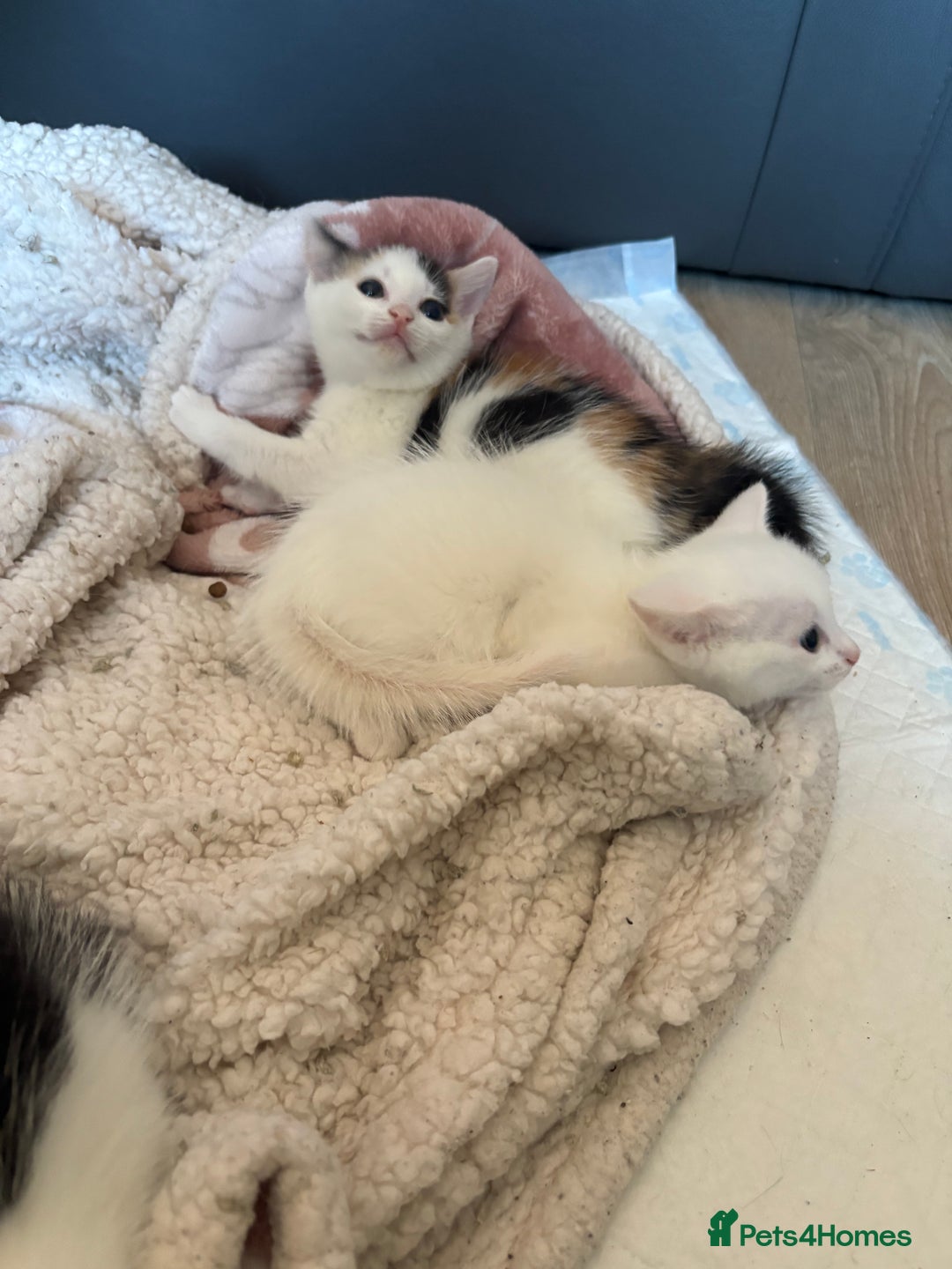 Mixed Breed cats for adoption: 3 beautiful kittens  - Image 7