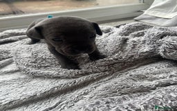 Cane Corso dogs for sale: Cane corsos puppies  - Advert 14
