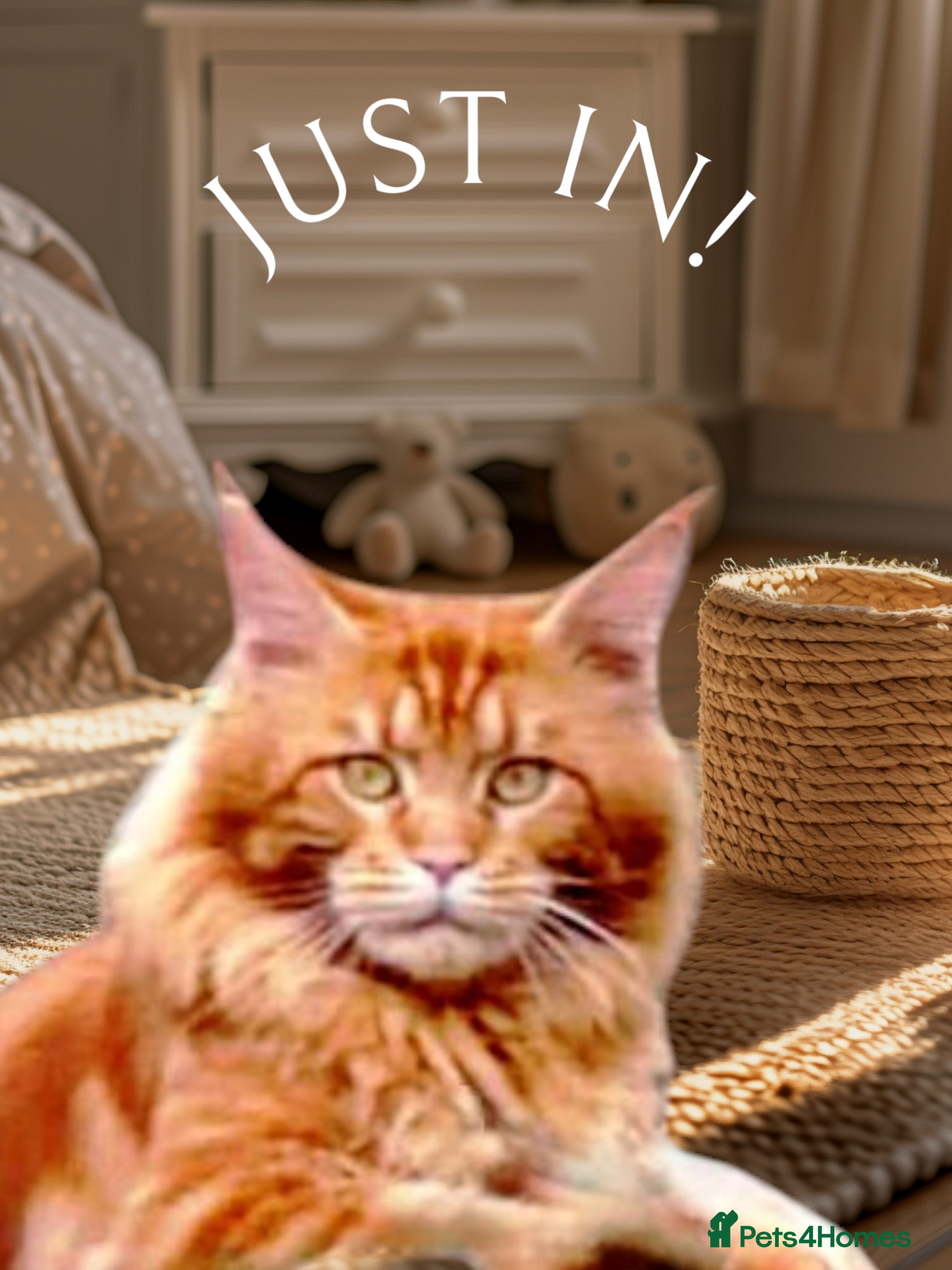 Maine Coon cats 🐾👑 XXL Vito — 12kg of Maine Coon Majesty 👑🐾 - Advert 1