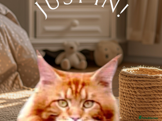 Maine Coon cats - Advert 22