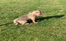 American Bully dogs for stud: Bolic The Bully/Pocket TTPG - Image 3