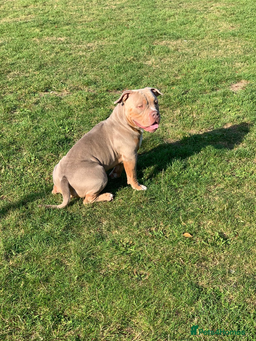 American Bully dogs for stud: Bolic The Bully/Pocket TTPG - Image 3