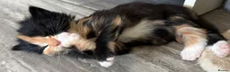 Mixed Breed cats for sale:  Stunning, Friendly & Confident Kittens - Advert 3