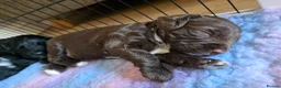 Mixed Breed dogs for sale: Bordoodle X Springer Spaniel puppies  - Advert 29