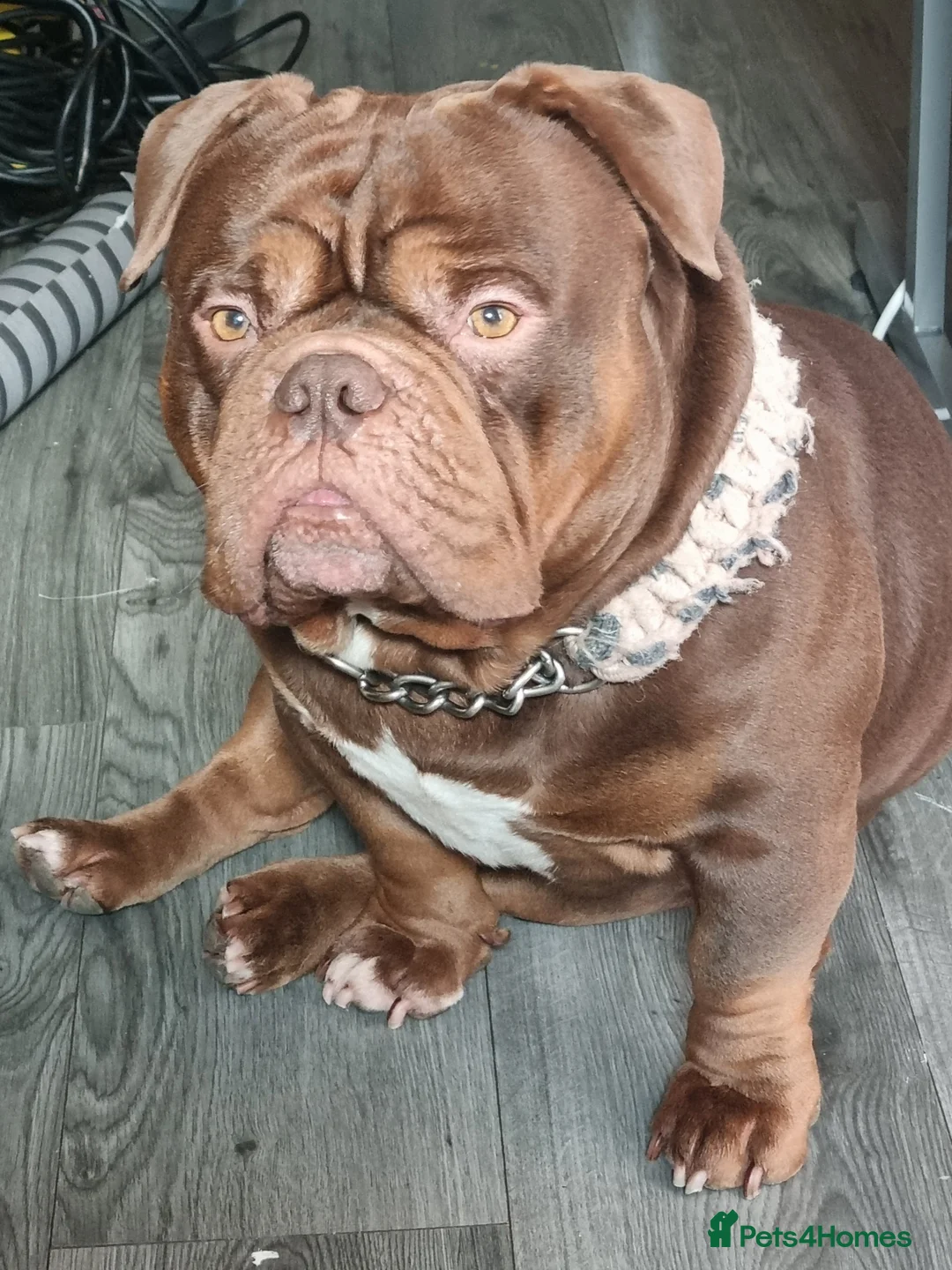 American Bully dogs for sale: American Exotic Bully male  - Advert 2