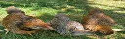 Chickens poultry for sale: Wyandotte Bantam Chicks & Growers  in Coulsdon - Advert 6