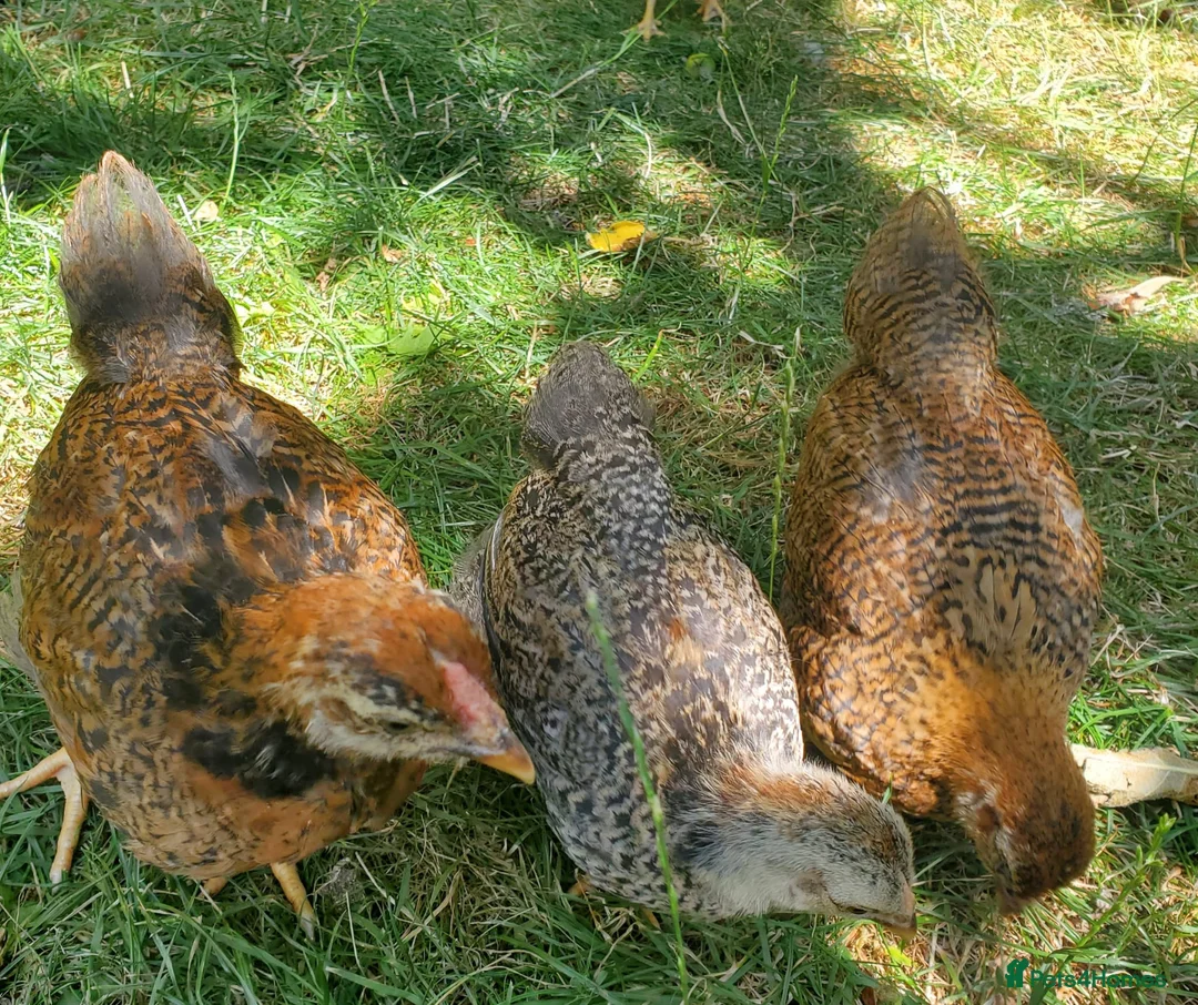 Chickens poultry for sale: Wyandotte Bantam Chicks & Growers  in Coulsdon - Advert 6