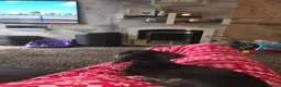 Miniature Dachshund dogs for sale: True longhaired minature dachshunds  - Advert 5