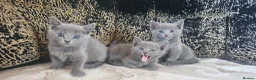 Russian Blue cats for sale: **TICA full pedigree Russian Blue kittens - Advert 3
