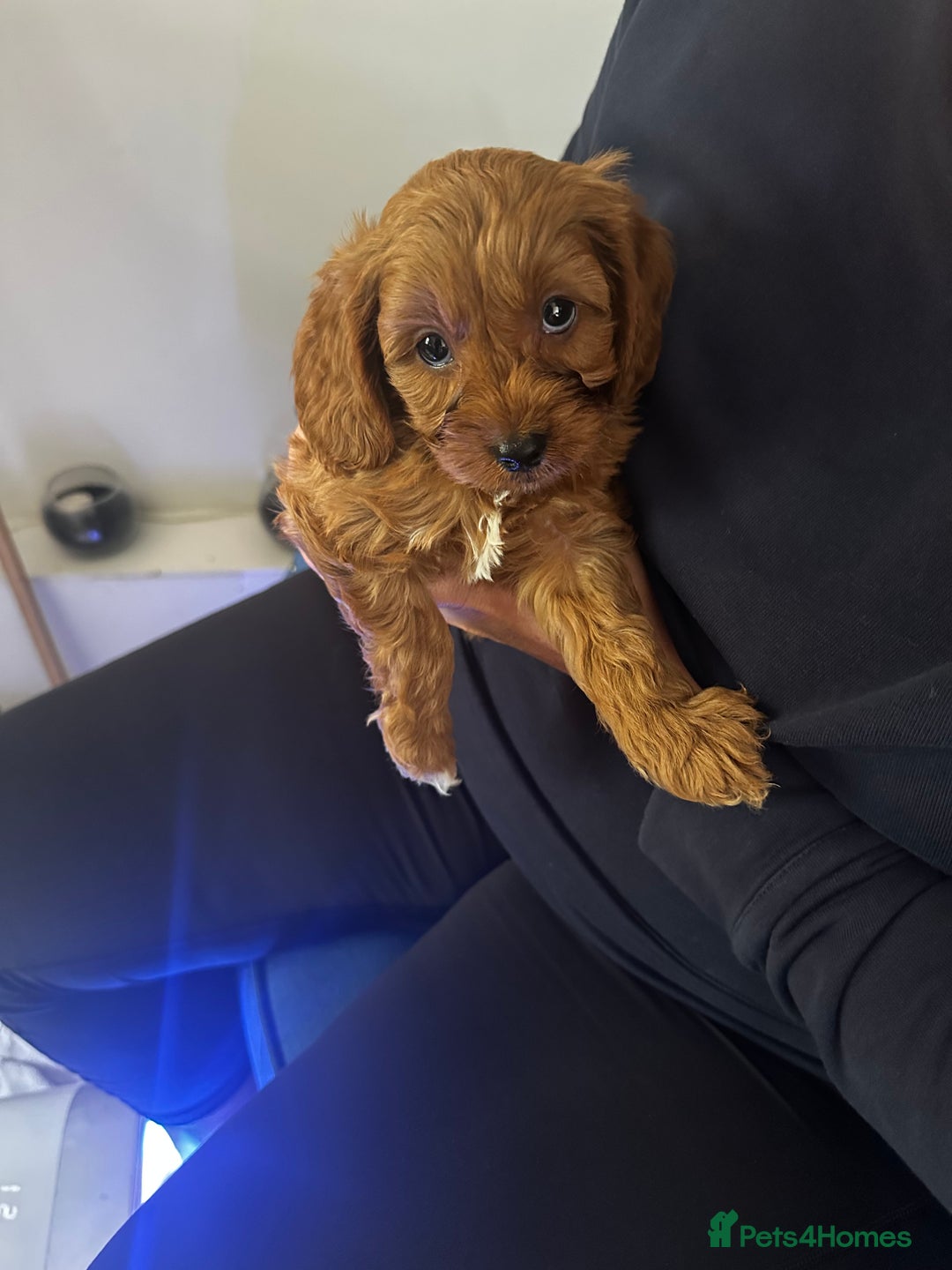 Cavapoo dogs for sale: 🌟 Rare Tiny Toy Cavapoo's F1B 🌟ready next week  - Image 6